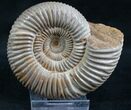 Perisphinctes Ammonite - Jurassic #7375-1
